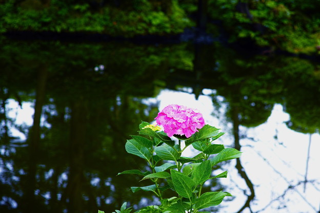 SDIM1260