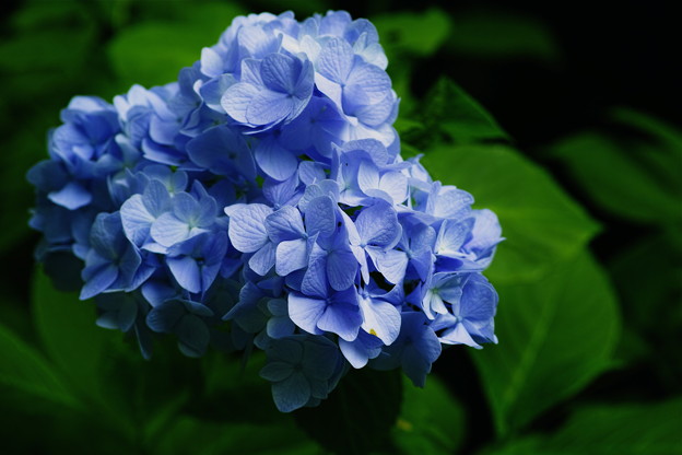 SDIM1270