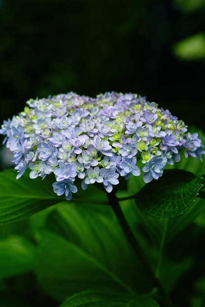 SDIM1275