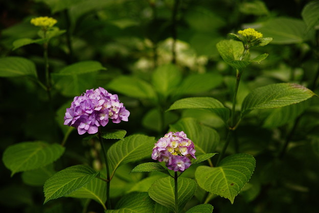 SDIM1272