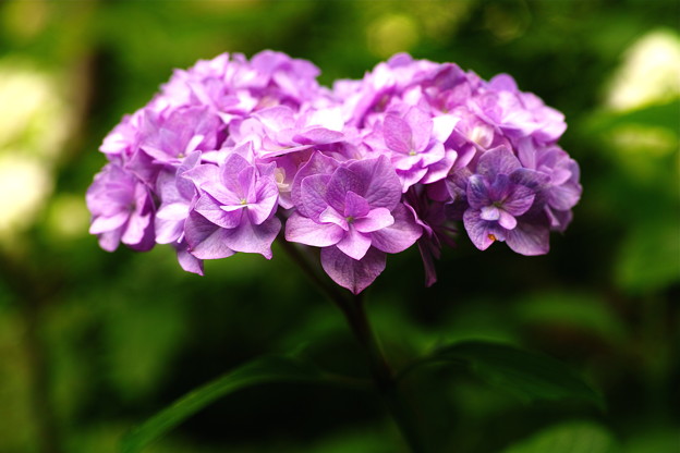 SDIM1271