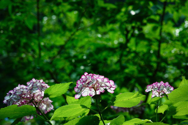 SDIM1321
