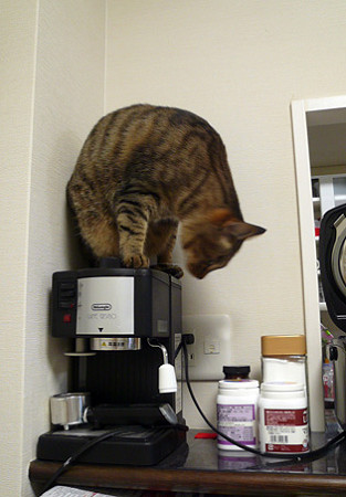 CAFFE03