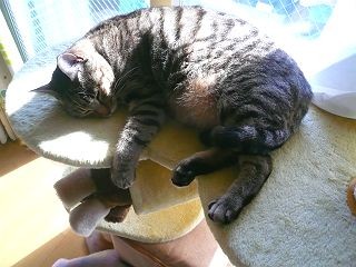 タワーで日向ぼっこ01