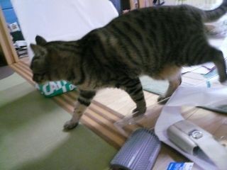 猫用クロス張替え02