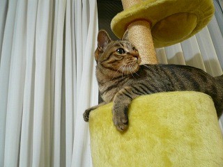 今日のみーちゃんP1090113