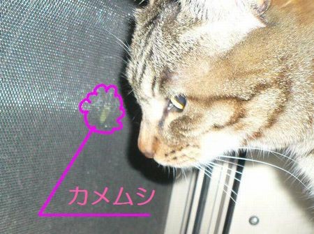 カメムシと私