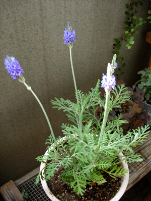 20081106_06