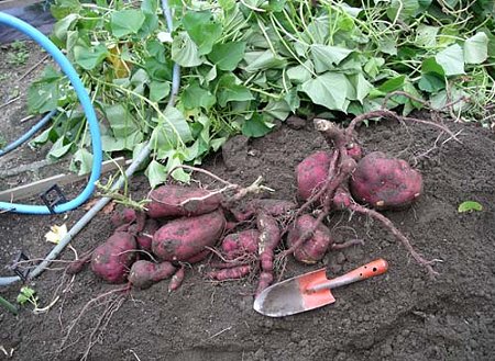 植え方でこうも違うか さつまいも せまなーる クルティーボ りあっこの菜園日記 楽天ブログ