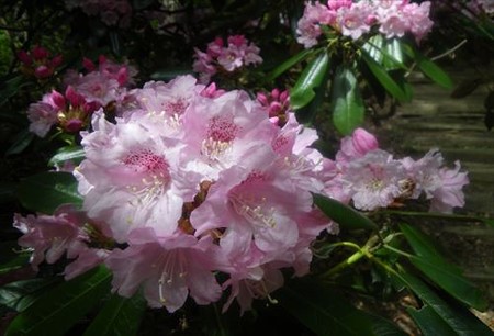 IMGP5300_0518