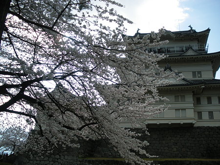天守閣と桜