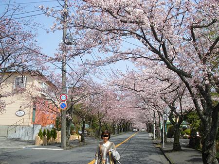 相方と桜のトンネル