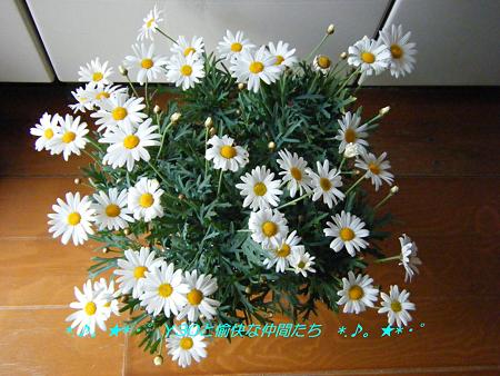 DSCF8138_pa