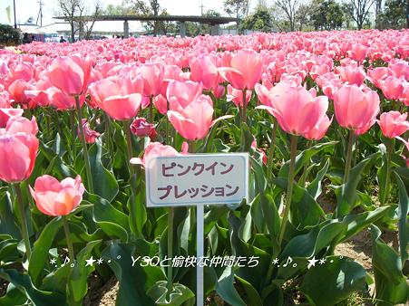 DSCF8003_pa