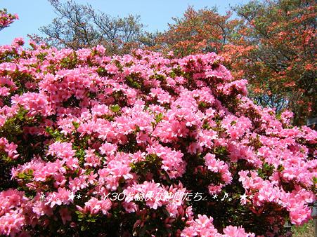 DSCF8288_pa