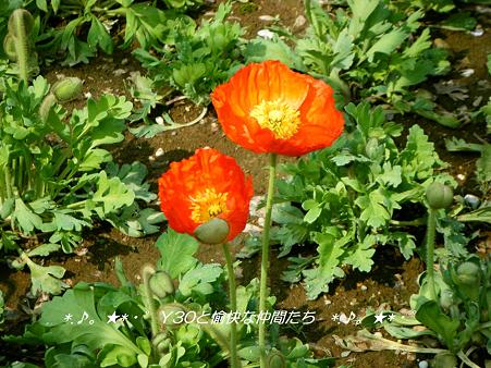 DSCF8199_pa