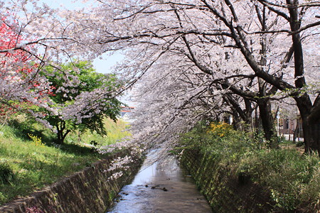 桜