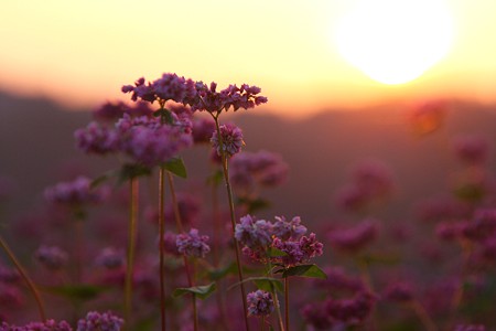 夕日に照らされて、ピンクのソバの花(2)