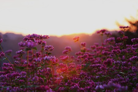 夕陽に照らされて！ピンクの蕎麦の花(1)