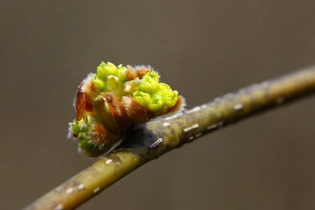 ダンコウバイ　山地で春を告げる花！