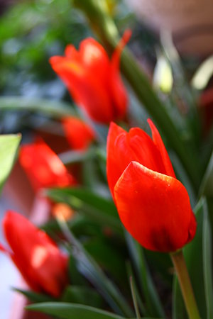 さいたさいた　チューリップの花が！