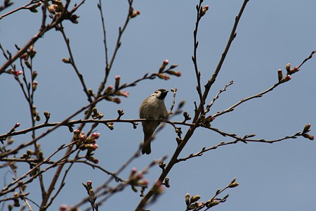 桜はまだかな？