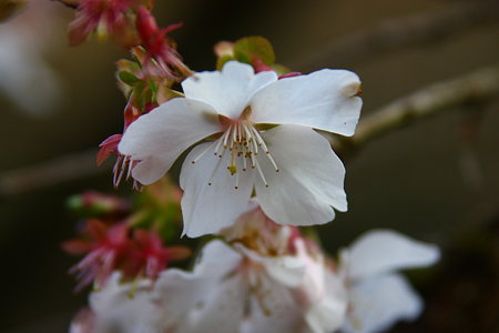 冬桜