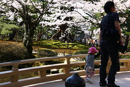 兼六園花見橋　背景に根上松と桜