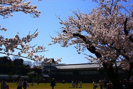 金沢城　橋爪門続櫓と桜