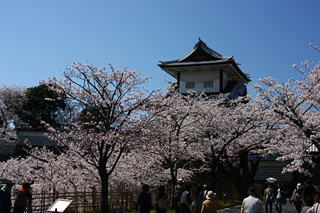 石川門と満開の桜