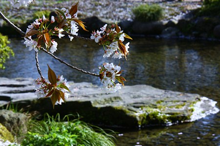 兼六園　旭桜と曲水