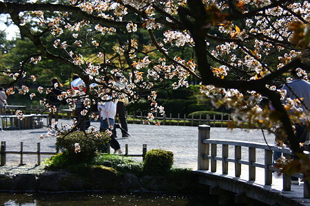 兼六園旭桜