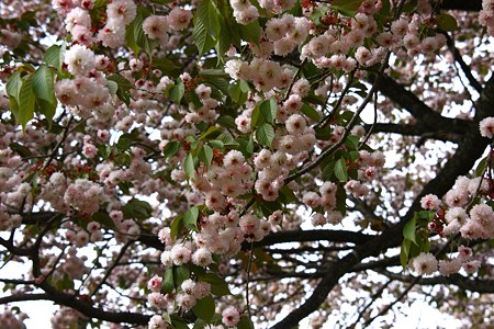 善正寺菊桜　（ゼンショウジキクザクラ）