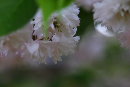 善正寺菊桜