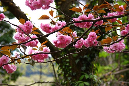 八重桜　倶梨伽羅峠