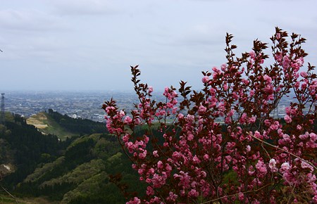 倶梨伽羅山から　街並みと八重桜