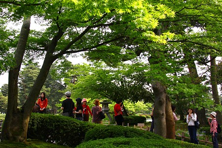 新緑の中で！　兼六園　徽軫灯籠を背景に