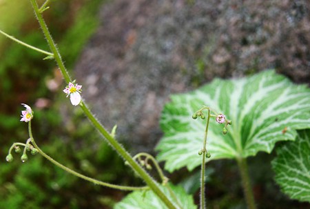 ユキノシタ　　可憐なお花に大きな葉っぱ