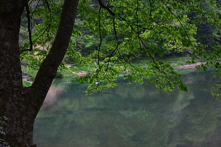 新緑　玉泉湖