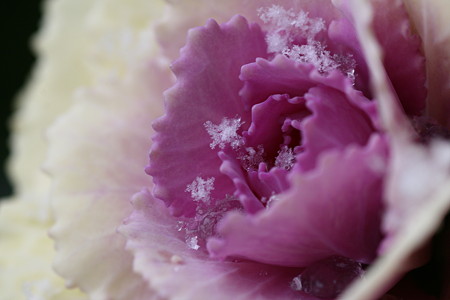 葉ぼたんと雪　　　雪の結晶？