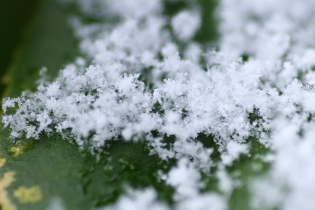 雪の花　　雪の結晶も見えるかな？