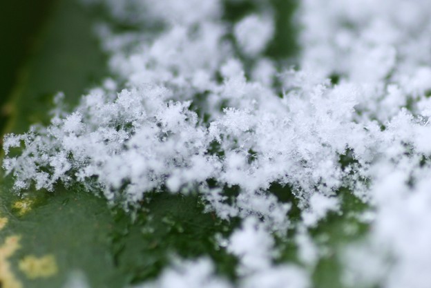 雪の花 雪の結晶も見えるかな 写真共有サイト フォト蔵