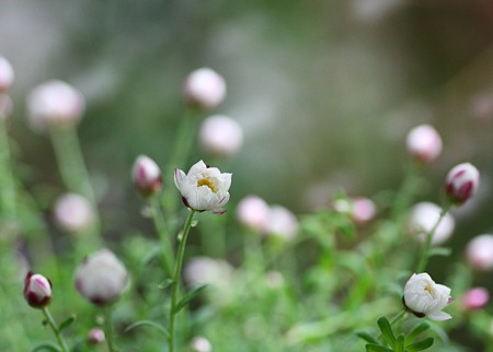 花かんざし