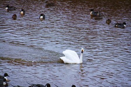 白鳥着水　（コブハクチョウ？）