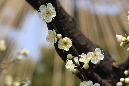 白梅　兼六園梅林