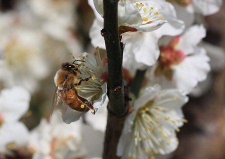 白梅と蜂