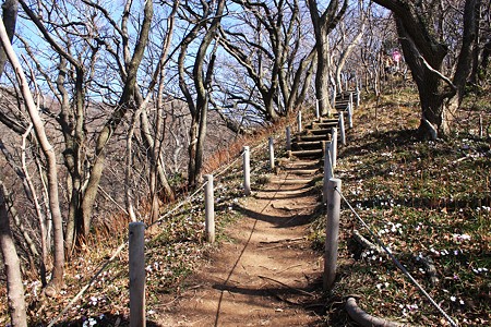 猿山 　遊歩道　両横に雪割草