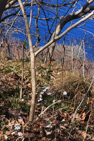 猿山岬・雪割草と日本海