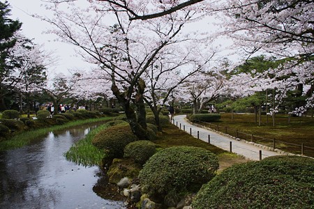 花見橋から　曲水と桜