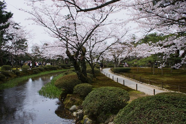 花見橋から 曲水と桜 写真共有サイト フォト蔵